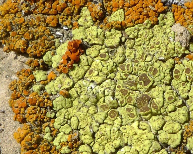 Cracked Lichen photo 3