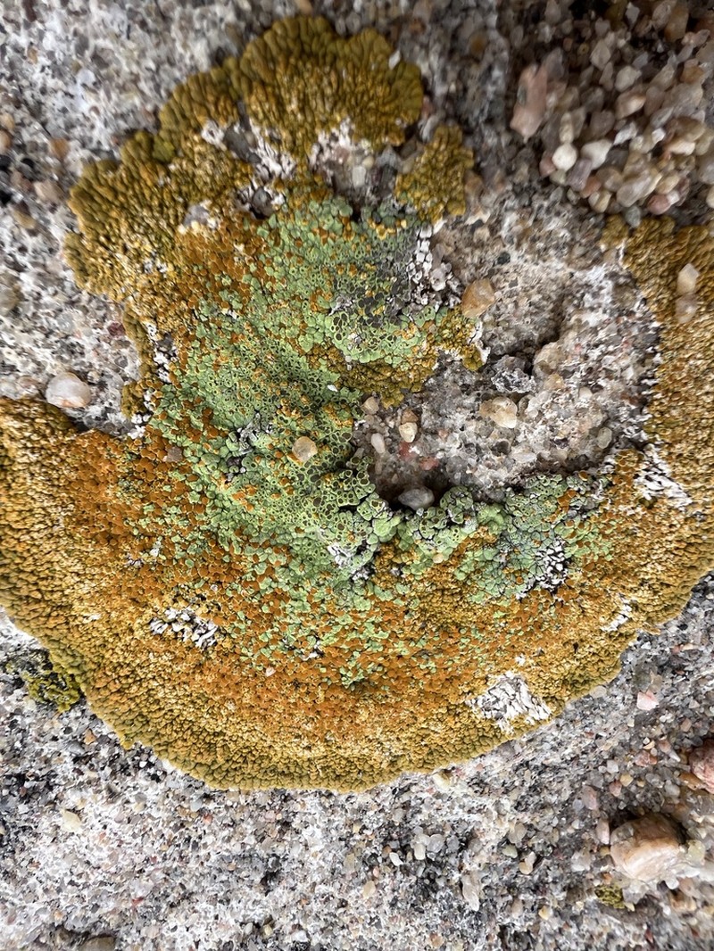Cracked Lichen photo 4