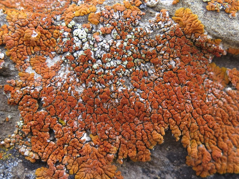 Cracked Lichen photo 5