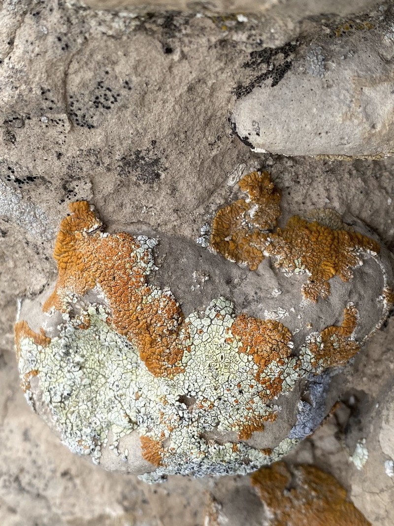 Cracked Lichen photo 6
