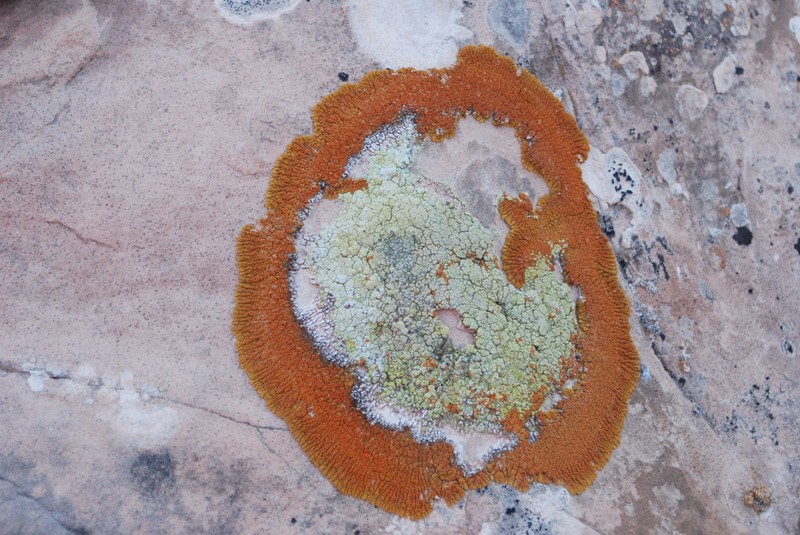 Cracked Lichen photo 7