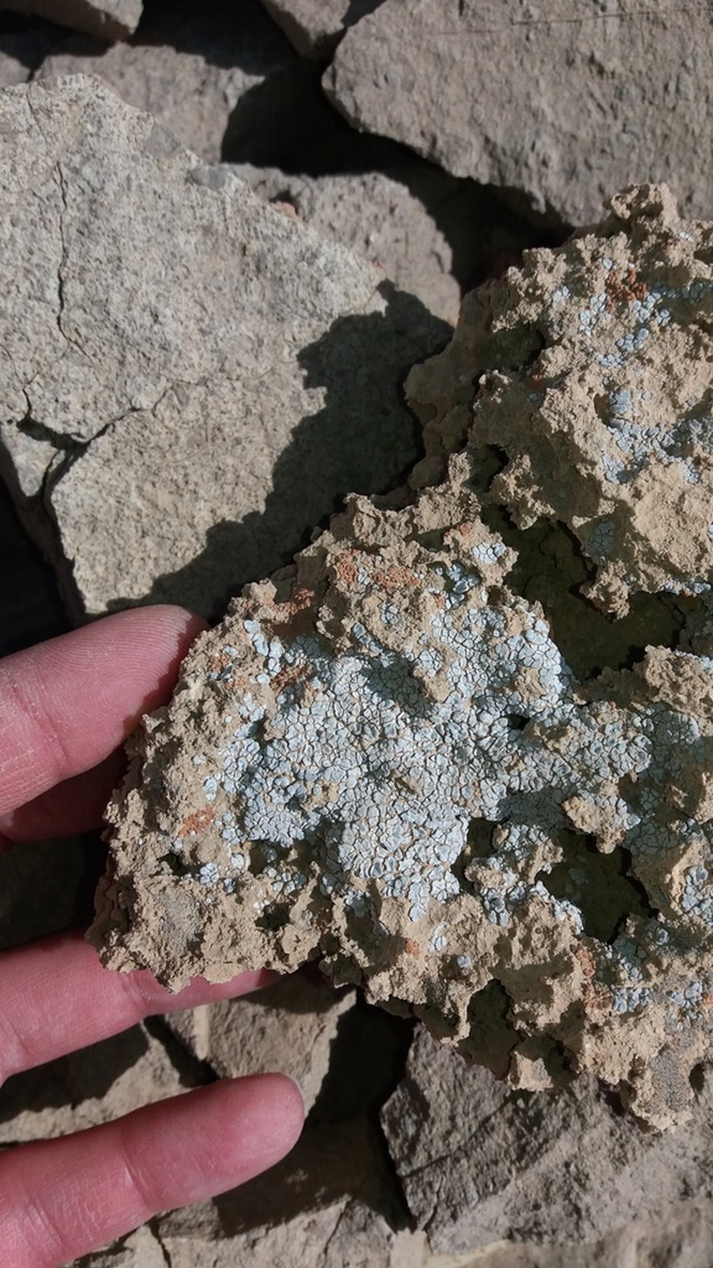 Cracked Lichen photo 5