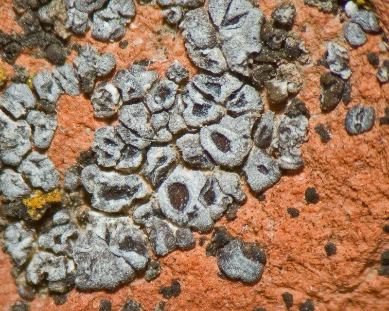 Cracked Lichen