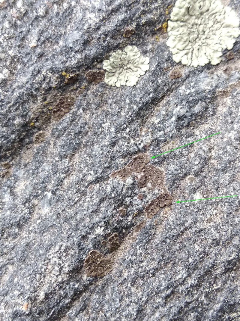 Cracked Lichen photo 7