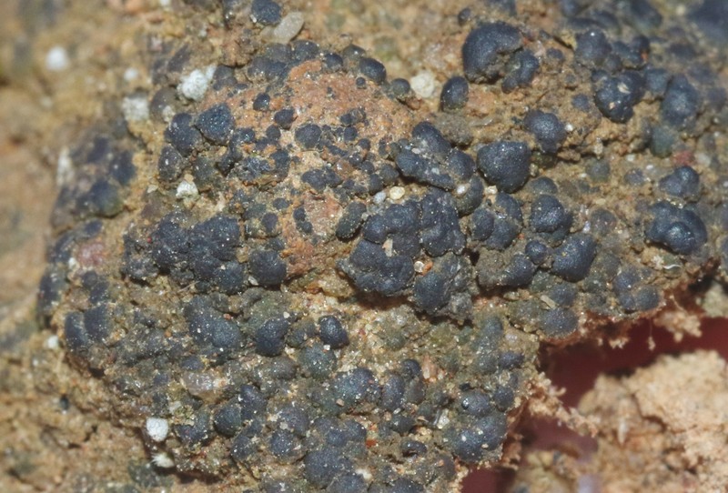 Cracked Lichen photo 3
