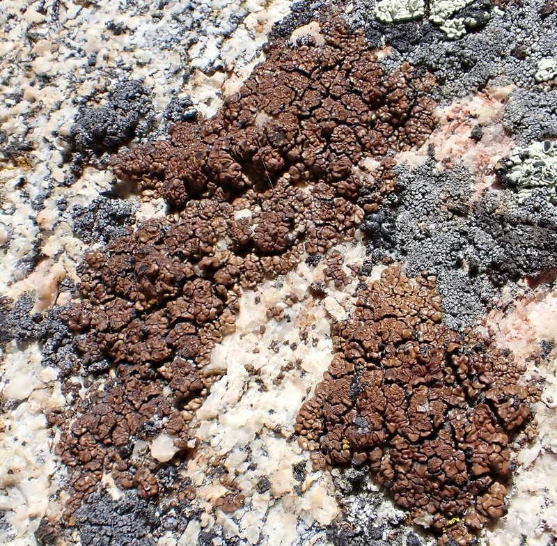 Cracked Lichen photo 3