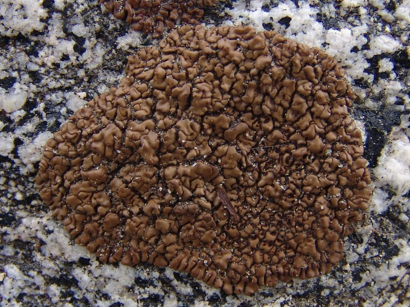 Cracked Lichen photo 5