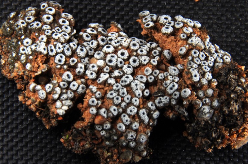 Cracked Lichen photo 2