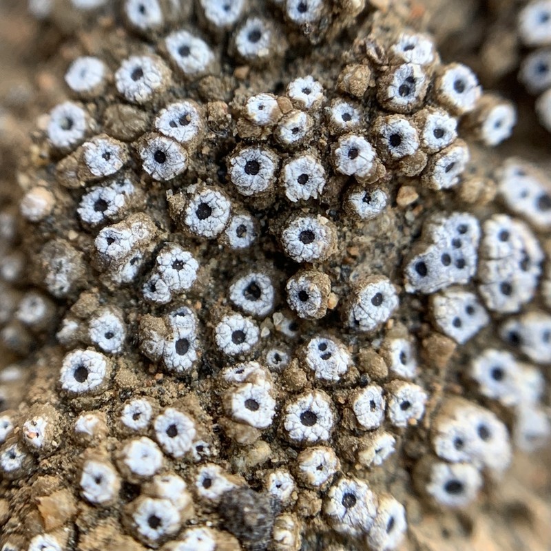 Cracked Lichen photo 3