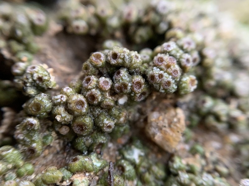 Cracked Lichen photo 4