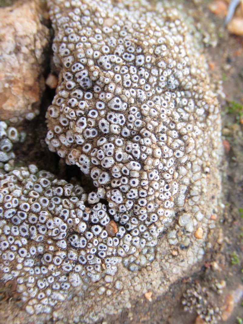 Cracked Lichen photo 5