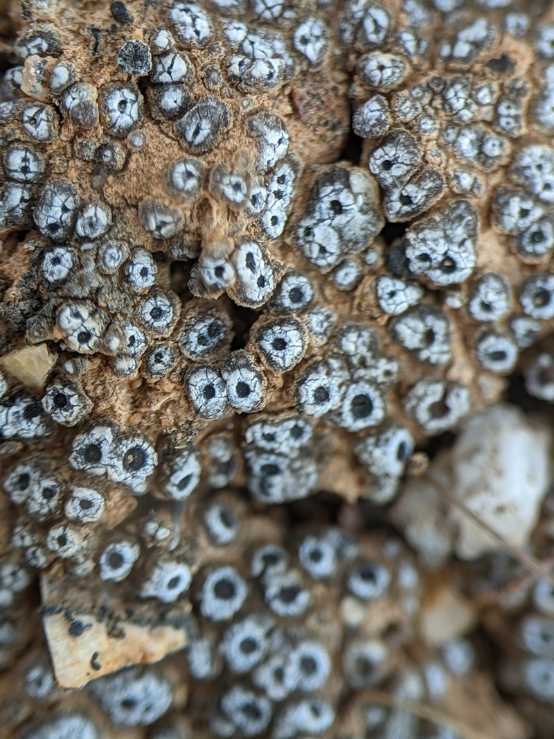 Cracked Lichen photo 7
