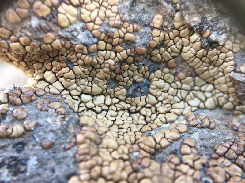 Heatloving Cracked Lichen