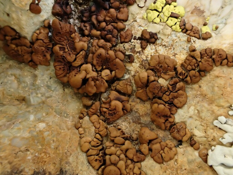 Heatloving Cracked Lichen photo 2