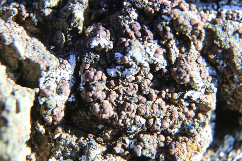 Heatloving Cracked Lichen photo 5