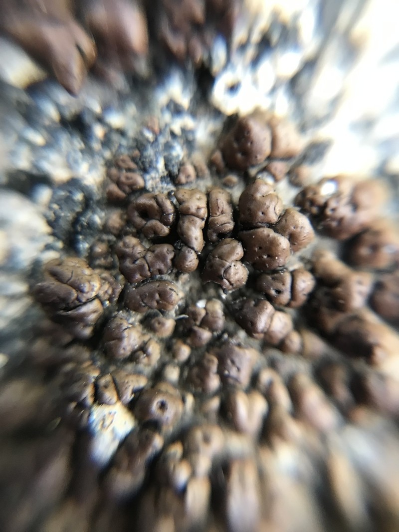 Heatloving Cracked Lichen photo 7