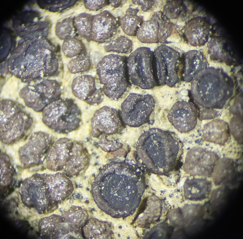 Tucson Cracked Lichen photo 5