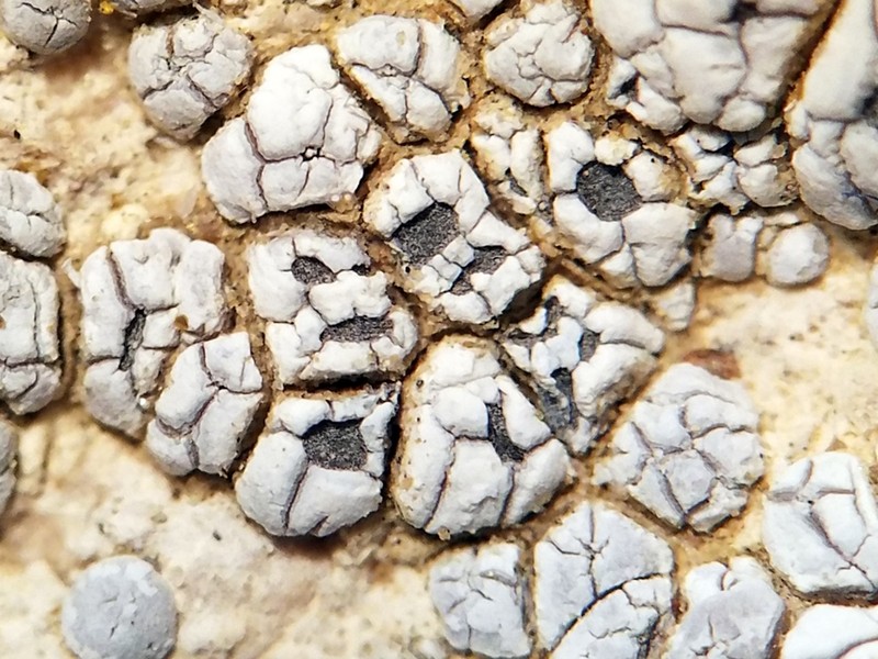Utah Cracked Lichen