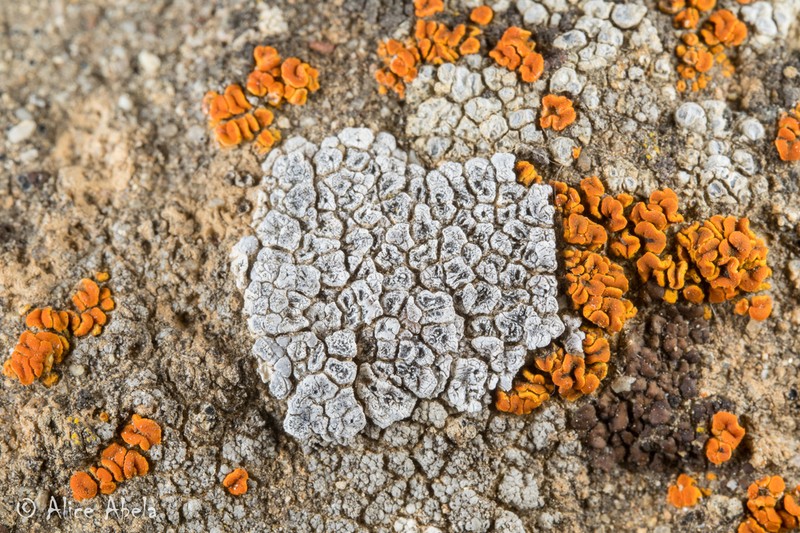 Utah Cracked Lichen photo 2