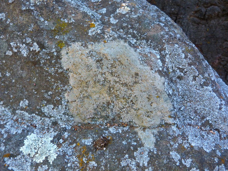 Utah Cracked Lichen photo 6