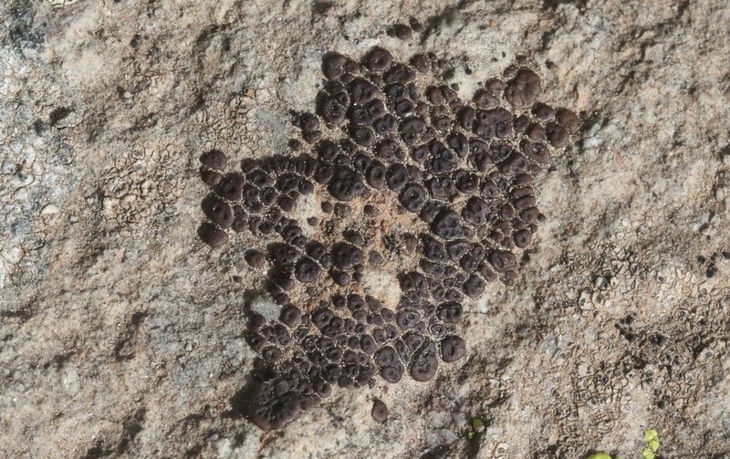 Cracked Lichen