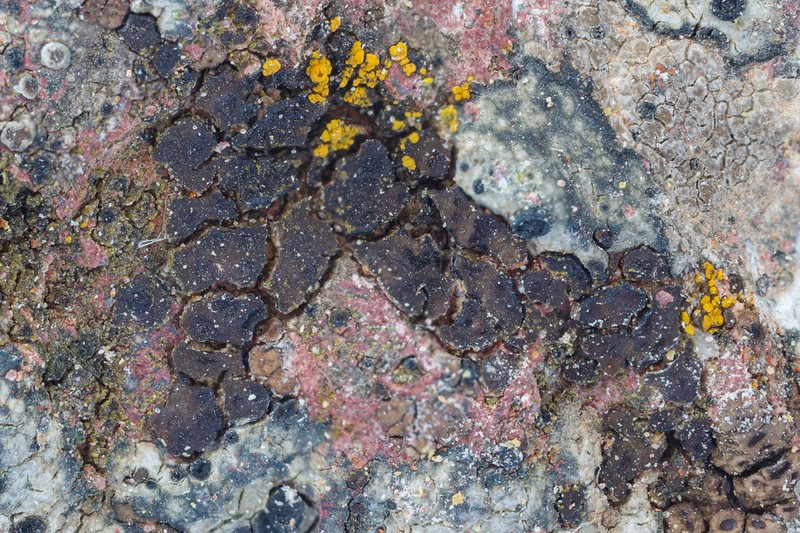 Cracked Lichen photo 2