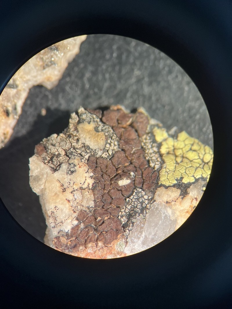 Cracked Lichen photo 5