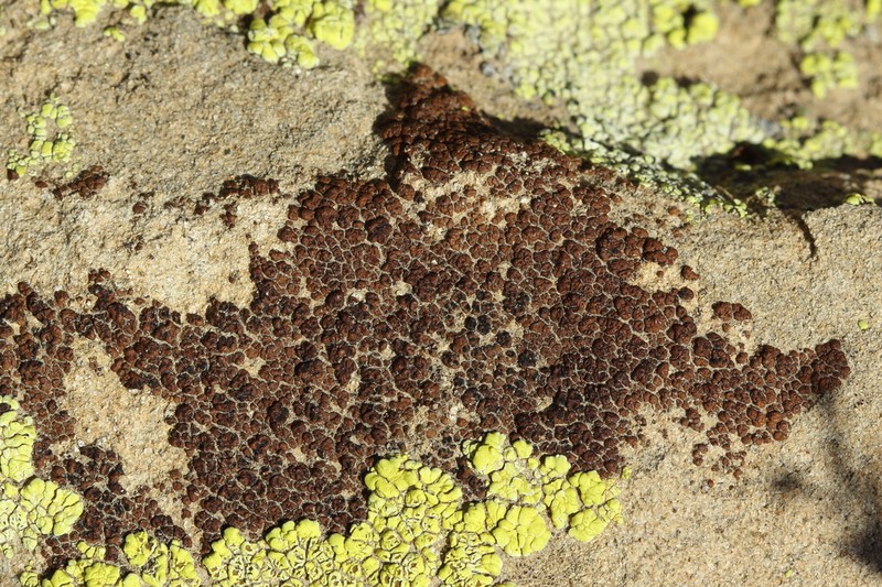 Washington Cracked Lichen photo 3