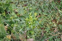 Acaulimalva acaulis