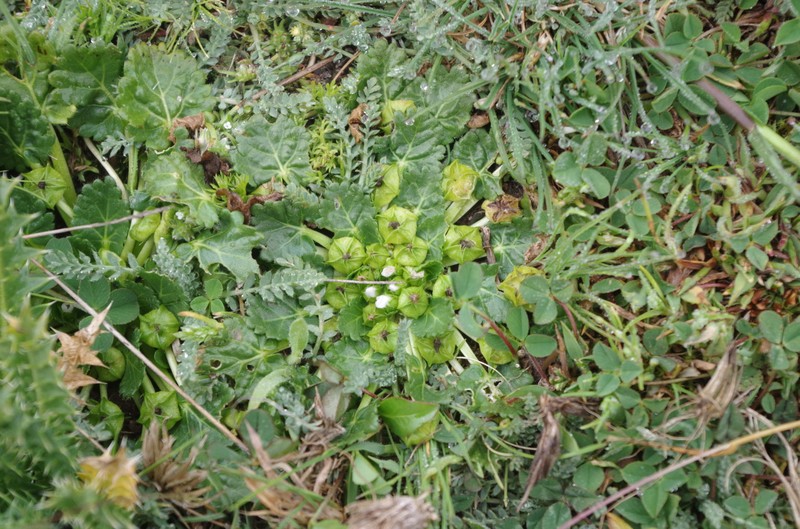 Acaulimalva acaulis photo 2