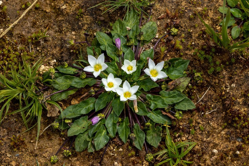 Acaulimalva alismatifolia