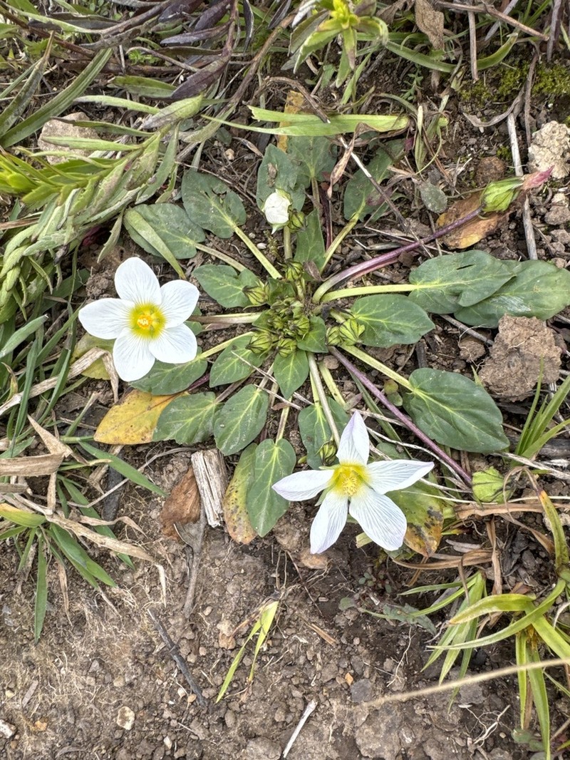 Acaulimalva alismatifolia photo 2