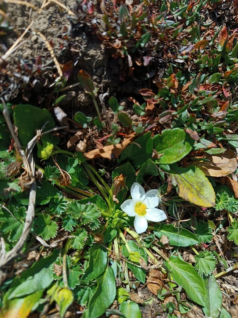 Acaulimalva alismatifolia photo 3