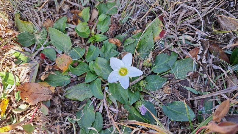 Acaulimalva alismatifolia photo 4