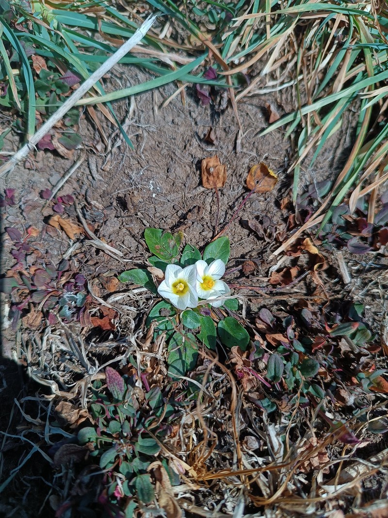 Acaulimalva alismatifolia photo 6