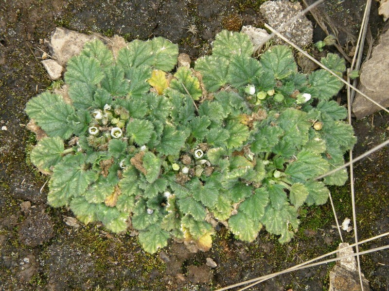 Acaulimalva crenata