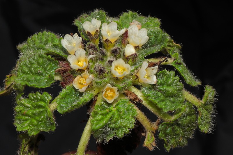 Acaulimalva crenata photo 3