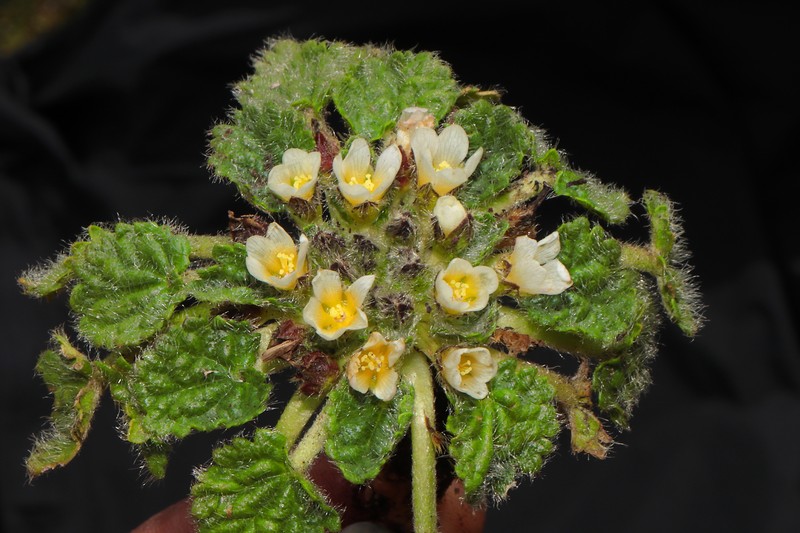 Acaulimalva crenata photo 5