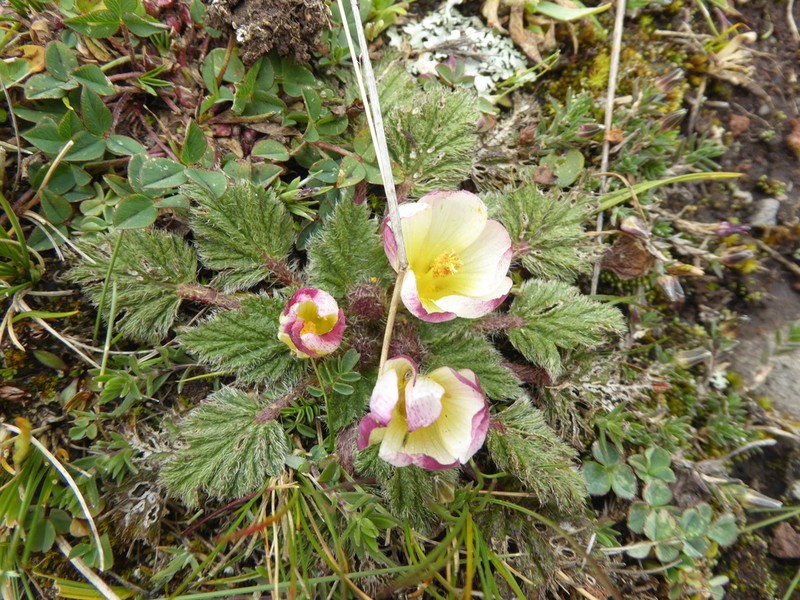 Acaulimalva engleriana