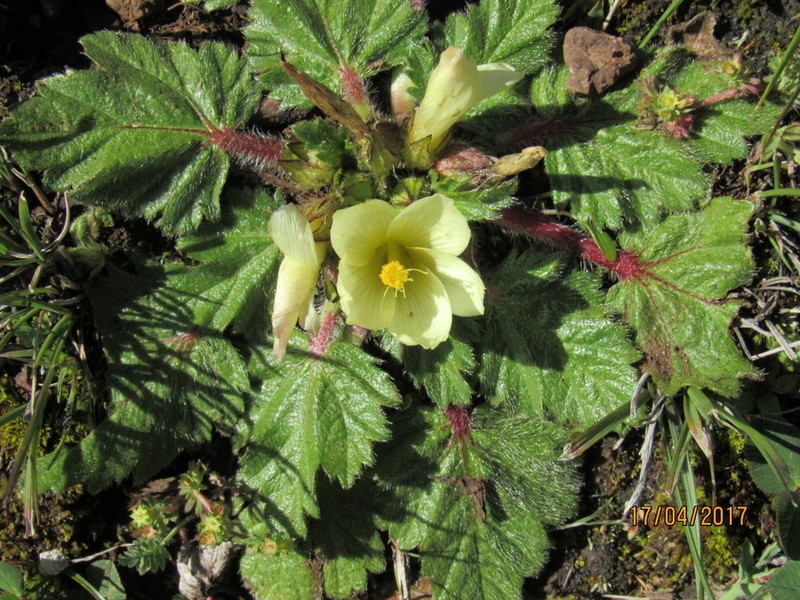 Acaulimalva engleriana photo 2