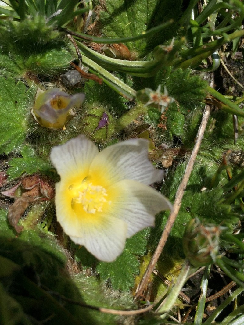 Acaulimalva engleriana photo 3