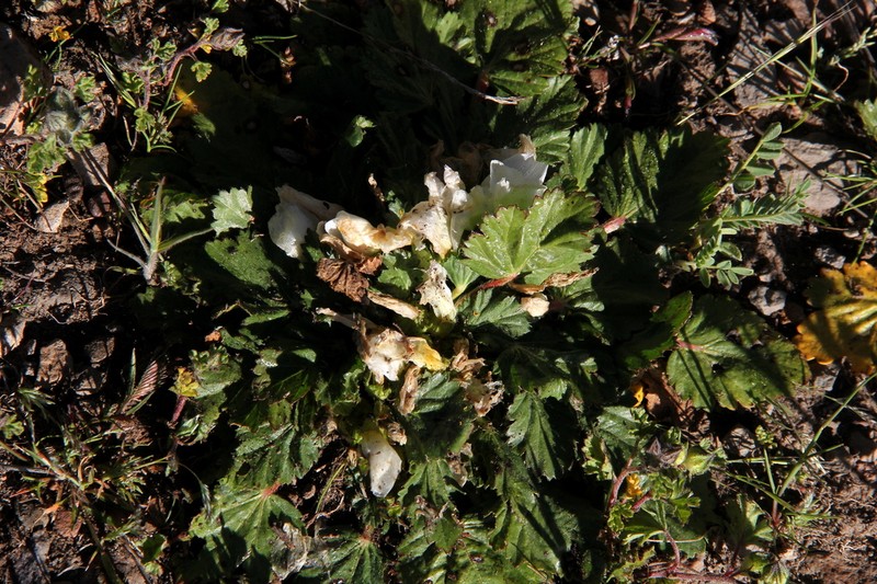 Acaulimalva engleriana photo 6
