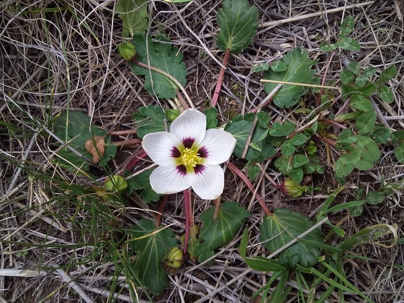 Acaulimalva nubigena