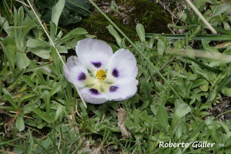 Acaulimalva nubigena photo 2