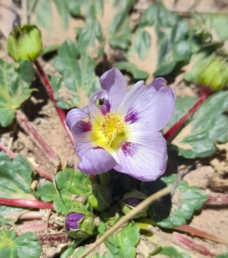 Acaulimalva nubigena photo 3