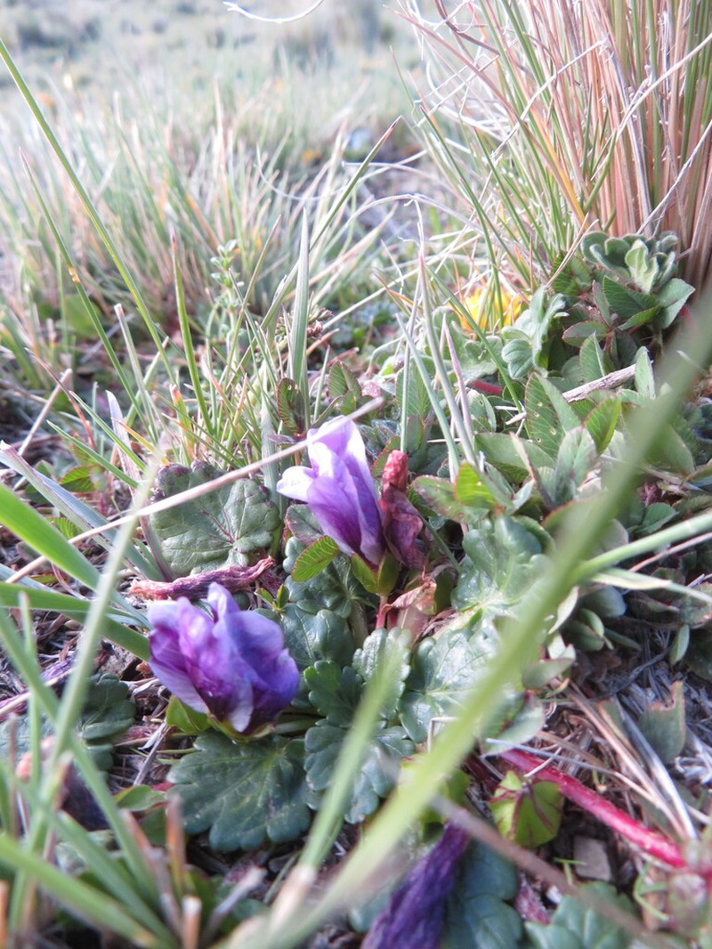 Acaulimalva nubigena photo 4