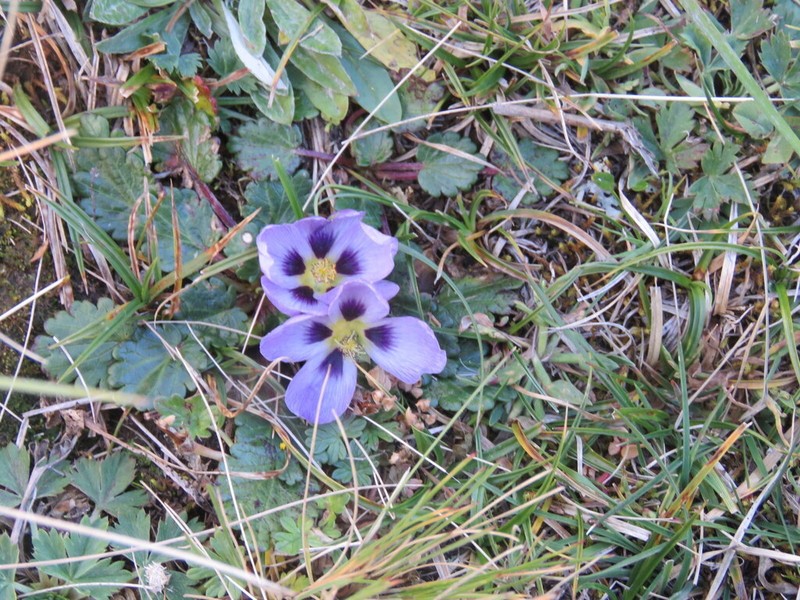 Acaulimalva nubigena photo 5