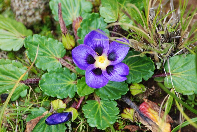 Acaulimalva nubigena photo 6