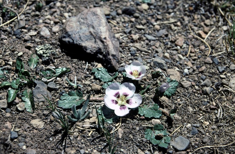 Acaulimalva nubigena photo 8