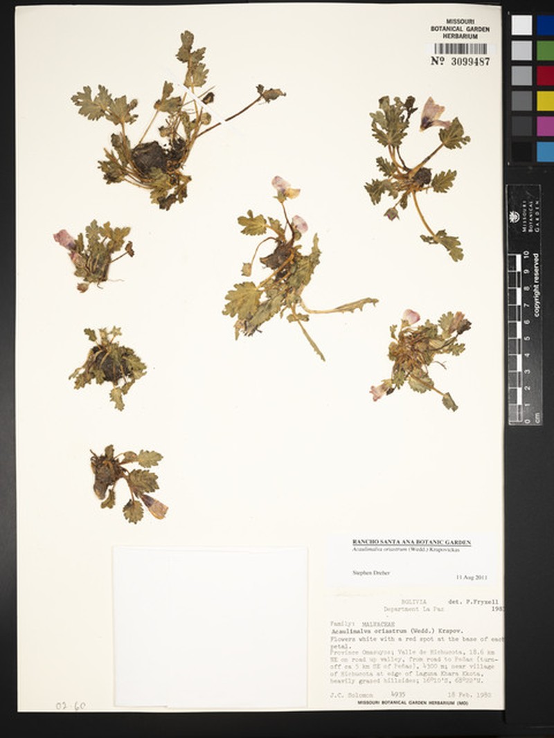 Acaulimalva oriastrum photo 2